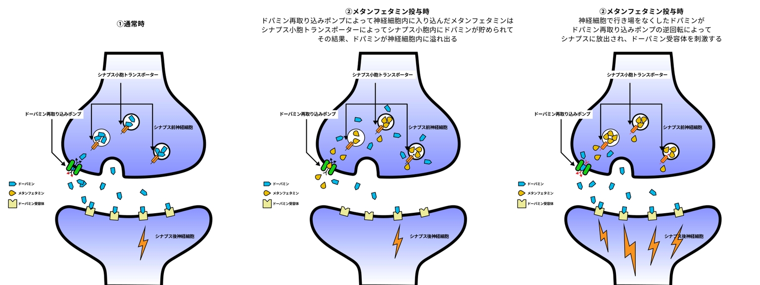メタンフェタミンの薬理学的機序